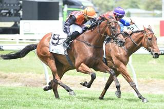 Half-Brother to Jacksstar at Karaka 2017. Race Images Palmerston North.